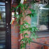 【田】田園 七夕かざり（7/1～7）